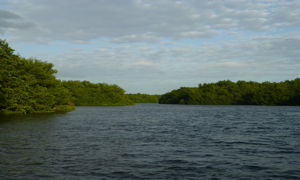 TnT_Caroni_Swamp_2_800x480.jpg Thumbnail